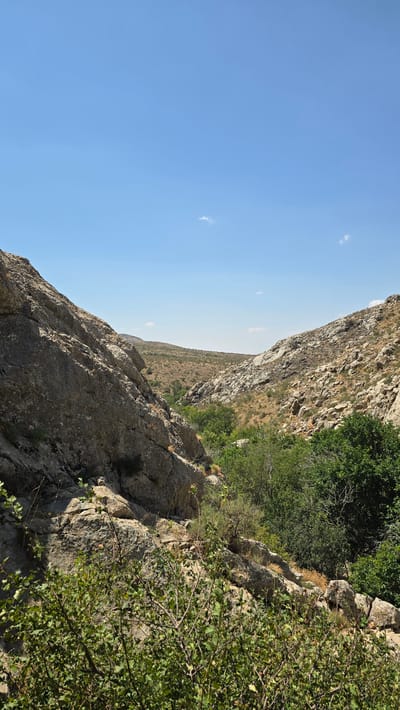 A vertical, eye-level, full shot captures a sun-drenched, rocky canyon landscape under a clear, pale blue sky with scattered wispy clouds. The foreground features a dense thicket of green leafy bushes with thin branches, casting shadows on the rough, textured rocks. On the left, a large, rugged rock face dominates the frame, its surface deeply fissured and textured. To the right, a similar rocky slope rises, sparsely covered with dry grasses and smaller rocks.

The canyon opens up into a wider valley in the middle ground. Here, a cluster of lush green trees stands out against the arid, scrub-covered hills that recede into the background. The hills are a mosaic of dry grasses and scattered rocks, their slopes gently undulating towards the horizon. The overall impression is one of a dry, sun-baked environment with pockets of vibrant greenery where water is likely present. The scene appears to be a natural landscape, possibly a trail or a viewpoint within the region of Terekty, Kazakhstan, given the arid, rocky terrain and sparse vegetation characteristic of such areas. There are no people or animals visible in the frame.