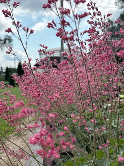 The image depicts a cluster of delicate pink flowers in the foreground, their slender stems reaching upwards against a sky with scattered clouds. The flowers are in various stages of bloom, with some showing tightly closed buds and others unfurling into small, bell-shaped blossoms. The background is softly blurred, revealing hints of green grass, a pathway or ground cover, and indistinct structures that suggest an outdoor environment, possibly a garden or park. The overall impression is one of natural beauty and gentle movement, as if a light breeze is rustling the flowers. There are no people or animals visible in the image. The location of Chudovo, Russia, is not directly indicated by any visual cues in the image itself.