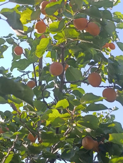The image shows an apricot tree with several ripe apricots hanging from its branches. The tree is filled with green leaves, and the sky is a clear blue. The sun is shining, casting dappled light through the leaves and onto the fruit. The apricots are round and have a fuzzy skin, with an orange-yellow color. Some of the apricots are clustered together, while others are hanging individually. The branches of the tree are brown and gnarled, indicating its maturity. The image appears to have been taken from a low angle, looking up into the tree. The scene is a natural outdoor environment, likely in a garden or orchard.