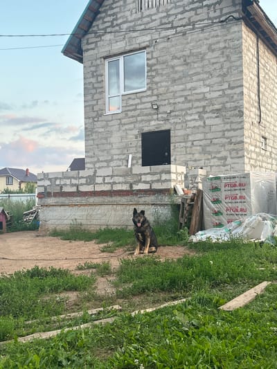 The image depicts an outdoor scene in Nizhniye Mully, Russia, featuring an unfinished building and a German Shepherd dog. The building, constructed from light-colored concrete blocks, shows exposed concrete on its upper levels and a brick base. A single white-framed window is visible on the upper left side of the building, and a dark metal door is set into the front. Various construction materials, including stacked bags and wooden planks, are present near the building. To the left of the building, a small red doghouse is situated. A German Shepherd dog, with dark and tan fur, is seated on a dirt patch in front of the building, tethered by a chain. The surrounding area is covered in green grass and dirt. The sky above is partly cloudy with hints of pink and orange, suggesting it is either sunrise or sunset.
