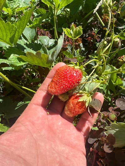 In the city of Karachino, Russia, a hand is holding two strawberries from a strawberry plant. The hand is open, with fingers slightly curved, and the strawberries are positioned on the palm. The larger strawberry is on the left, and a smaller one is below it. The strawberries are red and ripe, with visible seeds. The plant has green leaves and thin stems. The background is filled with lush green foliage and some reddish-brown clover-like plants, indicating a garden or natural setting. Sunlight is casting shadows, suggesting it is daytime. A tiny green aphid is visible on the palm of the hand.