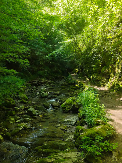 The image depicts a lush, green natural environment, likely a forest with a shallow, rocky stream flowing through it. Sunlight filters through the dense canopy of trees, illuminating parts of the scene and creating dappled light on the forest floor and the water. The stream bed is filled with numerous rocks, many covered in moss, and the water appears clear, with visible currents and small ripples. Lush green vegetation, including bushes and smaller plants, grows abundantly along the banks of the stream and on the surrounding moss-covered rocks and earth. A dirt path is visible to the right of the stream, winding its way into the distance, bordered by mossy rocks and foliage. The overall impression is one of a serene and secluded natural setting. While no specific landmarks are visible that can definitively place this scene in Teteven, Bulgaria, the description aligns with the natural beauty often found in the region.