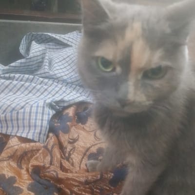 The image is a close-up, slightly out-of-focus photograph of a cat. The cat has grey fur with patches of lighter color on its face and head. Its eyes are green and appear to be looking directly at the camera. The cat is positioned in front of some fabric. To the left of the cat, there is a folded piece of fabric with a blue and white checkered pattern. Below and to the right of the cat, there is another piece of fabric with a textured, possibly satin-like surface, featuring a pattern of dark, swirling shapes that appear floral or abstract. The background is dark and indistinct, suggesting an indoor setting. There are no visible humans or any specific environmental details that would indicate the location in Andzhero-Sudzhensk, Russia.