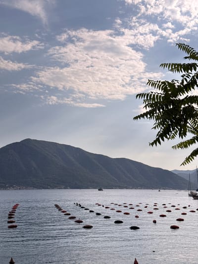 The image depicts a serene coastal scene in Donji Orahovac, Montenegro. In the foreground, the calm, rippling water is dotted with numerous buoys, some bright red and others dark, arranged in an orderly fashion. These buoys likely mark a marine farming area, possibly for oysters or mussels. Beyond the buoys, a vast expanse of water stretches towards a majestic, verdant mountain range that dominates the background. The mountains are lush with trees, indicating a rich natural landscape. The sky above is a soft blue, adorned with scattered, wispy white clouds, suggesting fair weather. The silhouette of a leafy tree branch extends into the frame from the upper right corner, adding a naturalistic element to the composition. In the distance, a small boat can be seen on the water, and the masts of sailboats are visible near the shore. The overall impression is one of tranquility and natural beauty.