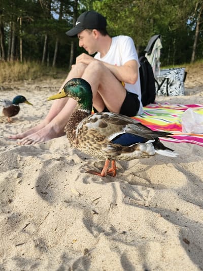 A close-up, low-angle shot captures a mallard duck standing on sandy ground, its vibrant green head and neck feathers contrasting with its brown speckled body. To the left, another mallard duck is visible further in the background. A person wearing a black baseball cap and a white t-shirt sits on a colorful striped blanket, their legs bare. Behind the person, a black backpack and a patterned tote bag rest on the blanket, with trees forming the backdrop. The scene appears to be a beach in Motala, Sweden.