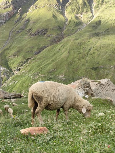 In Gramphu, India, a flock of sheep grazes in a grassy meadow at the base of a steep, verdant mountain. A large ewe, its woolly coat a creamy beige, is the focal point of the foreground, bent low to the ground to feed. Several other sheep, smaller and lighter in color, are scattered throughout the meadow, some also grazing, others standing. The mountain behind them is characterized by rugged, rocky outcrops and lush green slopes, with power lines strung across its face. The sunlight illuminates the scene, casting shadows and highlighting the textures of the landscape and the sheep.