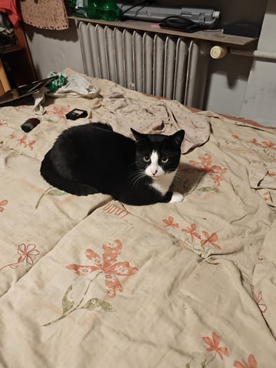 In a domestic setting, possibly an apartment in Stargard, Poland, a black and white tuxedo cat is resting on a bed. The bed is covered with a light-colored comforter featuring a pattern of faded orange and green flowers. The cat is positioned in the center-left of the frame, looking towards the viewer with bright green eyes. Its fur is predominantly black with white markings on its chest, paws, and face. The room appears somewhat cluttered, with various items visible in the background. To the left, on the bed, are a dark cylindrical object, possibly a charger or battery, and a black electronic device with a screen. Behind the bed, a white radiator with vertical fins runs along the wall, and a shelf above it holds a green plastic bottle, a grey fluorescent light fixture, and what appears to be a smartphone. The overall lighting suggests an indoor environment, possibly at dusk or with artificial lighting.