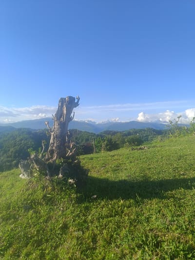 The image depicts a landscape in the city of Yuada-Gulrypsh, Abkhazia. In the foreground is a grassy field with a dead, weathered tree stump taking prominence. Behind the field, there are rolling green hills covered with trees. In the distance, mountain ranges are visible, some capped with snow. The sky is a clear blue with scattered clouds.