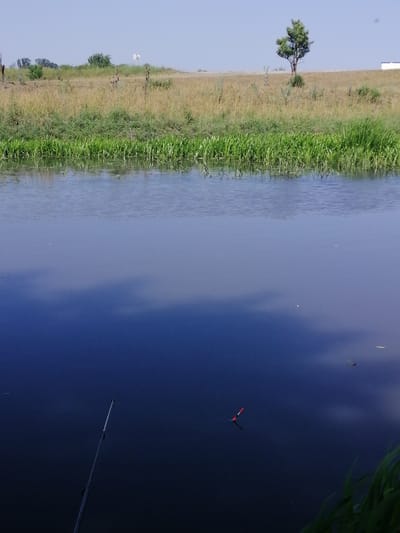 The image depicts a serene waterscape under a clear, bright sky, suggesting a daytime scene with fair weather. The foreground is dominated by the calm surface of a body of water, reflecting the sky and surrounding landscape with a deep blue hue. A fishing rod, angled upwards from the bottom left corner, suggests an activity of fishing is taking place. Further out in the water, a small red and white fishing float is visible, indicating that fishing line is cast. The middle ground is bordered by a lush band of green reeds and tall grasses growing along the water's edge. Beyond the vegetation, the landscape rises into a gently sloping embankment covered in dry, golden-brown grass and scattered bushes. A solitary, leafy green tree stands prominently on this elevated terrain, with a simple white structure visible to its right. The scene appears to be a rural or semi-rural location, possibly a lake or riverbank in Lanivtsi, Ukraine, given the provided location context. The overall mood is peaceful and tranquil, with no people or animals actively visible in the frame. There is no visible text in the image.