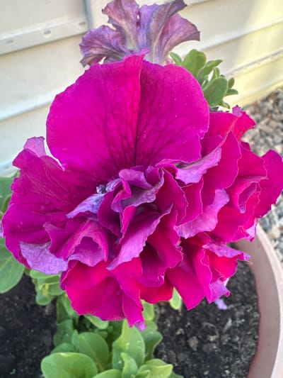 A close-up shot focuses on a vibrant, ruffled pink petunia flower. The petals are a deep magenta with lighter pink or lavender hues in the ruffled edges and creases. The flower is in a planter with dark soil and green foliage visible beneath it. In the background, a beige-colored wall with horizontal siding is visible, with some gravel and a light fixture on the wall. The lighting suggests it is daytime. This image was taken in Voronezh-2, Russia.