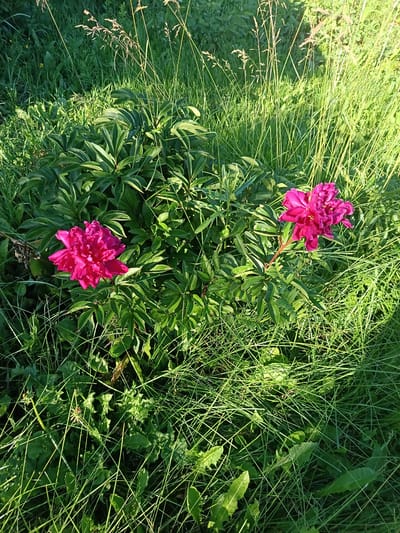 The image shows two bright pink peony flowers in full bloom, surrounded by lush green foliage and tall grasses. The peonies are the primary subjects, with one flower on the left and another slightly to the right. They are both densely petaled and vibrant, creating a focal point against the natural greenery. The surrounding plants appear healthy and well-lit, suggesting a daytime scene.

The setting is an outdoor garden or meadow, characterized by a mix of low-lying plants and taller blades of grass. The lighting suggests it is either morning or late afternoon, with sunlight casting shadows and highlighting the textures of the leaves and grass. The overall atmosphere is peaceful and natural, evoking the beauty of a summer day. There is no visible text in the image. The location context of Koryazhemka, Russia, implies a temperate climate where peonies would thrive during their blooming season.