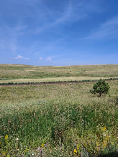 The image shows a vast, rolling landscape under a bright blue sky with scattered white clouds. The terrain is covered in tall, dry grass with patches of green vegetation. A narrow, dirt path runs horizontally across the mid-ground, bordered by a line of small trees or shrubs on the left side. In the right mid-ground, a single, small evergreen tree stands in the field. The foreground is densely covered in green grass and wild flowers, including yellow and white varieties. The scene depicts an open, natural environment, likely a steppe or prairie, in the vicinity of Novyy Karabur, Kazakhstan. There are no people or animals visible in the image.
