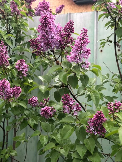 This image shows a cluster of blooming lilac bushes against a light green corrugated metal fence. The lilacs are a vibrant shade of purple and pink, with many small flowers clustered together in cone-shaped panicles. The leaves of the lilac bushes are a deep green and appear to be wet, suggesting recent rain. The fence is old and weathered, with some signs of rust and discoloration. The background is blurred, but it appears to be an outdoor setting. There are no people or animals visible in the image. The scene is likely in Ketkino, Russia, given the mention of the city.