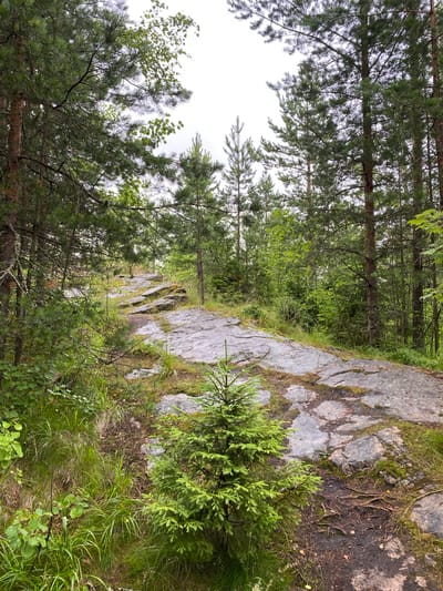 A paved path winds through a forest in Lakhdenkilya, Russia. The path is made of large, flat gray stones, with some patches of moss and dirt. Tall green pine trees line the path, with a few smaller trees and bushes growing in between. The sky is overcast.
