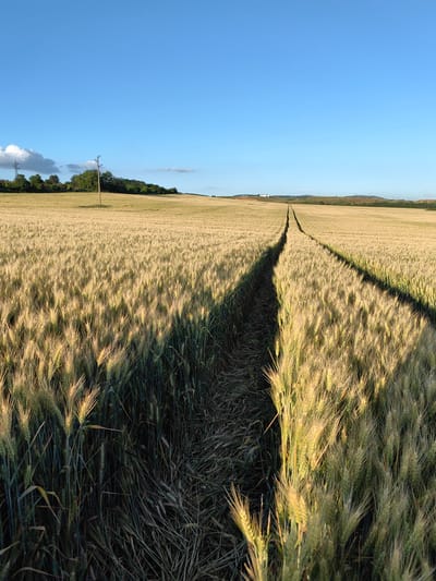 This is a wide-angle, eye-level, outdoor, daytime, landscape photograph of a wheat field under a clear blue sky. The field is golden and appears to be ripe for harvest, with tall stalks of wheat dominating the foreground and extending into the distance. A clear, dark path, likely a tractor trail, cuts a sharp line through the center of the field, dividing it into two sections and casting a distinct shadow. In the background, a line of trees and hills is visible, with a few power lines and poles dotting the horizon. The light suggests it is late afternoon or early morning, with the sun casting long shadows across the field. The image was taken in the vicinity of Petarch, Bulgaria. There are no people or animals visible in the frame.