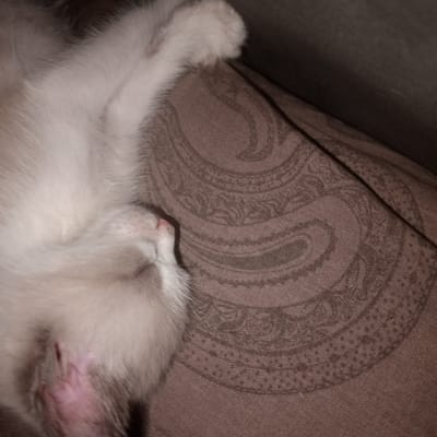 The image shows a close-up view of a light-colored kitten sleeping on a brown, patterned fabric. The kitten's head is resting on the fabric, with its nose slightly visible and a pink paw extended. The fabric has a paisley-like pattern. The background is dark and out of focus, suggesting an indoor setting. The image does not provide any information about the location in the city of Voskresensk, Russia.