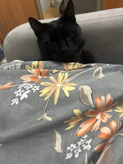 A black cat with green eyes is peeking out from under a floral blanket. The blanket is gray with a pattern of orange, yellow, and white flowers. The cat is lying on a gray chair, and the background is blurred, showing wooden floorboards and a wall. The image appears to have been taken indoors, possibly during the daytime. The cat's expression is relaxed, suggesting it is comfortable and safe. No visible text is present.