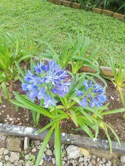 The image displays a close-up, high-angle view of flowering plants within a landscaped garden area located in Nghĩa Đồng Commune, Vietnam. In the mid-ground, two clusters of vibrant blue-purple, trumpet-shaped flowers are prominent, consistent with Agapanthus (Lily of the Nile). These flowers are arranged in spherical umbels and are surrounded by numerous long, strap-like green leaves. The plants are rooted in dark brown soil. A light grey concrete border, flecked with white, runs horizontally across the lower part of the frame, separating the main flowerbed from the immediate foreground. The foreground consists of scattered small, grey-white rocks, dark brown soil, and sparse green vegetation, with several fallen blue flower petals visible. In the background, above another low, light grey concrete border, a uniformly green lawn with short grass is present, indicating a cultivated outdoor environment. No individuals or dynamic actions are depicted.