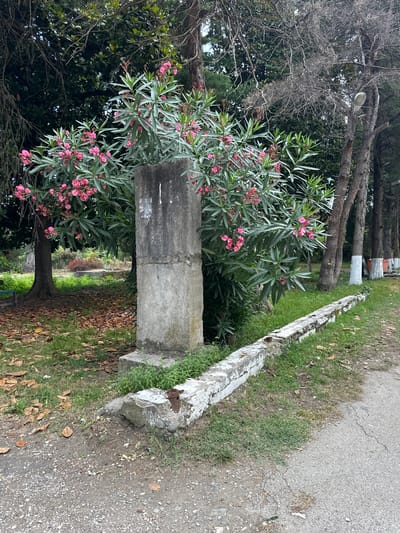 This is a medium shot, eye-level, outdoor photograph taken on a cloudy day. The central subject is a large oleander bush in bloom with vibrant pink flowers. To the left of the bush is a thick tree trunk. In front of the bush and slightly to its right is a weathered, rectangular concrete post. A low, white-capped concrete barrier runs from the base of the post diagonally towards the right edge of the frame. Beyond the barrier, a paved road is visible. The ground is covered with dry leaves and patchy green grass. In the background, a line of trees with whitewashed bases is visible along the road, suggesting a park or roadside setting. The location is identified as Amzara, Abkhazia.