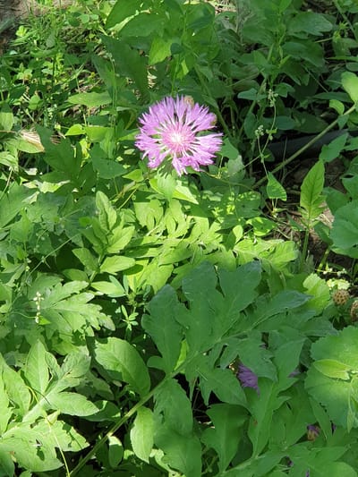 The image captures a close-up view of a vibrant purple thistle-like flower blooming amidst lush green foliage. The flower, with its delicate, spiky petals, is the focal point, bathed in natural sunlight. The surrounding leaves are varied in shape and size, some broad and deeply lobed, others smaller and more delicate. Interspersed with the greenery are thin, winding stems and small, unopened buds. The ground beneath is a mix of dark soil and dry vegetation. The scene appears to be an outdoor setting, possibly a garden or a natural clearing, located in Novoivanivka, Ukraine. There are no people or animals visible in the image. The overall impression is one of natural beauty and growth.