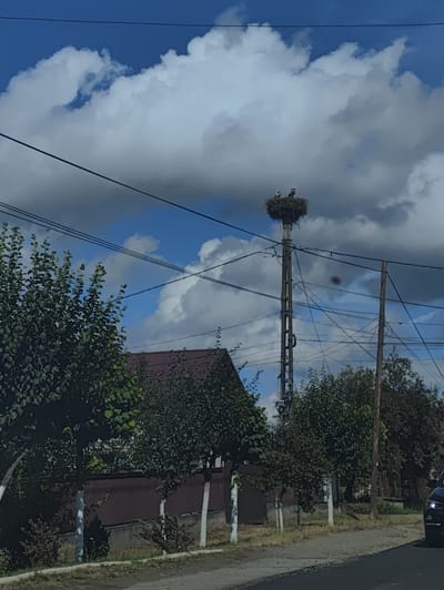 The image depicts a street scene in Sighetu Marmatiei, Romania, under a cloudy sky. In the center of the frame, a tall, metallic utility pole stands prominently, supporting a large stork's nest at its apex. Within the nest, three storks are visible. A smaller utility pole with wooden crossarms is situated to the right of the main pole, and both are entangled with numerous electrical wires. Along the lower portion of the image, a paved road runs parallel to a sidewalk and a line of trees with whitewashed trunks. Behind the trees, a brown fence and a reddish-brown roof of a building are partially visible. On the far right, the front of a dark-colored vehicle is present. The overall impression is a snapshot of a residential or semi-rural area, characterized by utility infrastructure and natural elements.