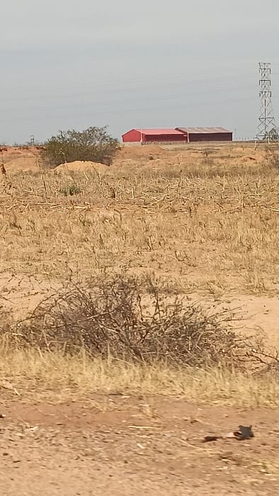 The scene depicts an arid, open landscape in Barakin Columbai, Nigeria, under a hazy, light grey sky. The immediate foreground features bare light brown soil, indicative of a dirt path or track, with sparse dry grass and a small, dark, unidentifiable object resting on the ground in the lower right. A dense, thorny shrub with dark, tangled branches occupies the lower mid-ground, slightly left of center. The central mid-ground is a vast expanse of light brown soil and dried, light-colored crop stubble or dead vegetation, with several small earth mounds visible. In the distant background, two adjacent, rectangular industrial or agricultural buildings are prominent: the left structure possesses a bright red roof and walls, while the right building features a darker red or maroon roof and walls. To the far right in the background, a tall metal lattice electricity transmission tower stands, with power lines extending horizontally across the distant skyline. A small tree with green foliage is positioned between the foreground shrub and the distant structures. No individuals are present in the image.