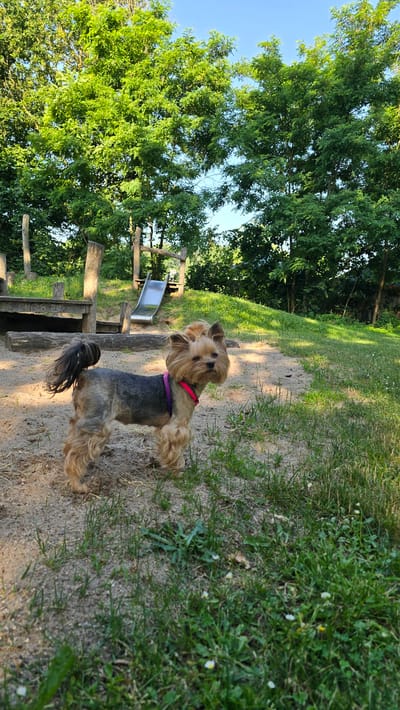 A small Yorkshire Terrier stands in a sandy playground area. The dog is tan and grey with long fur, wearing a pink and purple collar. Behind the dog, a metal slide is visible, connected to a wooden play structure with a ramp. The playground is surrounded by lush green trees and grass, under a clear blue sky. The location is Zeddam, Netherlands.