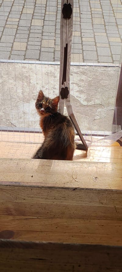 A kitten with tortoiseshell coloring sits on wooden planks, looking over its shoulder at the camera. The kitten has large, dark eyes with a white patch of fur around its nose and mouth. Its fur is a mix of brown, black, and orange. In the background, a light-colored mesh screen is visible, with a pattern of gray paving stones seen through it. The scene appears to be outdoors, possibly on a porch or deck. The location is identified as Малая Листовка, Russia.