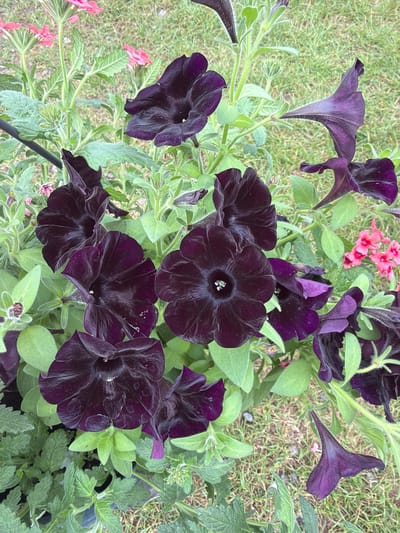The image displays a detailed view of multiple dark purple, trumpet-shaped flowers, consistent with petunias, blooming amongst various green foliage. The flowers exhibit a deep, almost black, coloration with subtle darker venation visible on their petals. Several fully open blooms reveal light-colored reproductive structures within their dark centers. Interspersed with these are clusters of smaller, bright pink flowers, and diverse green leaves, some appearing textured or lightly hirsute. The background shows a soft-focus area of light green grass. A dark, thin vertical support structure is partially visible on the left side of the frame. The scene is situated in the city of Basildon, United Kingdom.