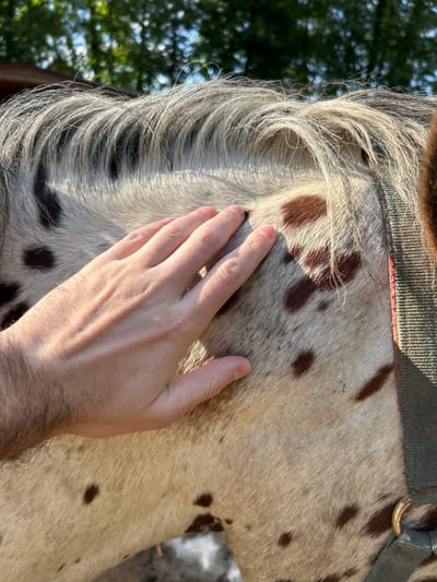 The image is a close-up shot of a person's hand gently petting the neck of a horse. The horse has a dappled coat, with patches of brown spots on a white and light brown background. A portion of a halter or bridle is visible at the top of the image, suggesting the horse is being prepared for or is currently being handled. The lighting indicates it is daytime, with sunlight casting shadows and highlighting the texture of the horse's fur and the person's hand. The background shows blurred green foliage and a glimpse of blue sky, suggesting an outdoor setting, possibly a farm or stable area in Lapshinka, Russia. The overall mood conveyed is one of connection and care between the person and the animal. There is no visible text in the image.