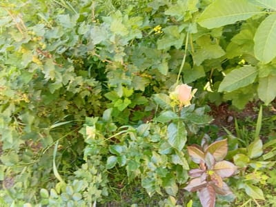 A close-up, outdoor shot captures lush green foliage in Karbi, Armenia. The scene is dominated by various plants, primarily leafy bushes and some smaller greenery. In the lower right quadrant, a cluster of leaves displays a reddish-brown hue, contrasting with the surrounding green. A single, delicate, light pink rosebud is visible in the upper right portion of the image, nestled amongst the leaves. The lighting suggests a natural, possibly daytime, setting, with sunlight dappling through the leaves. No people or animals are present in the frame.