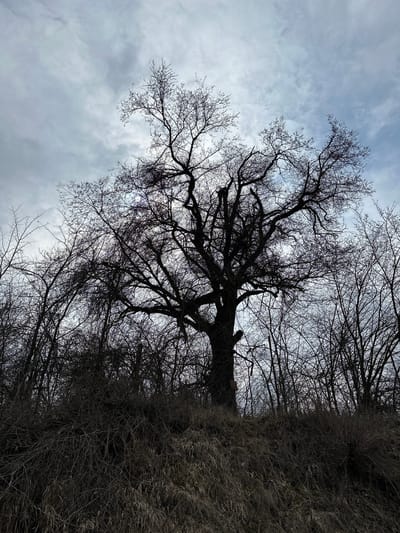 The image displays an outdoor, natural environment located in Dobrodan, Bulgaria. A large, prominent deciduous tree, devoid of leaves, stands silhouetted against an overcast, grey-blue sky. This central tree occupies the middle and upper portions of the frame, exhibiting a dense, gnarled network of bare branches. It is situated on an upward-sloping terrain, which is covered with thick, dry, matted vegetation consisting of brownish-grey grasses and tangled, leafless shrubs. Numerous other bare trees and dense undergrowth flank the central tree and extend into the background. A small, rectangular, light-colored object, possibly wood or metal, is attached to the lower left side of the main tree's trunk. The lighting is diffused, casting much of the foreground and trees into shadow. No individuals, animals, or specific actions are discernible within the scene.