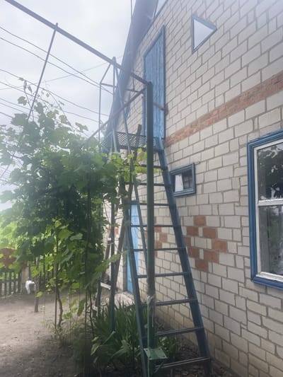 The image captures a portion of a light-colored brick building with red brick accents, possibly located in Novyi Tahamlyk, Ukraine. A blue-painted door is visible on the upper section of the building, adjacent to a small triangular window. A metal ladder, also painted blue and showing signs of wear, extends upwards alongside the building. To the left, a dense growth of green vines with large leaves is supported by a metal structure. A large window with a blue frame and lace curtains is present on the right side of the building. The ground in front of the building is unpaved, with scattered dirt and some greenery. The sky is overcast and bright.
