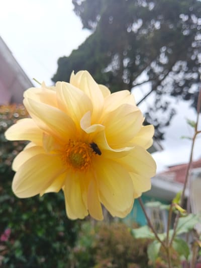 A yellow flower, likely a dahlia, takes center focus. It has numerous petals arranged symmetrically around a yellow-orange center. A small black insect is perched on one of the petals. The background is slightly blurred, showing greenery, a tree, and parts of buildings. The sky is overcast. The image is shot at a slightly upward angle, emphasizing the flower against the blurred surroundings.