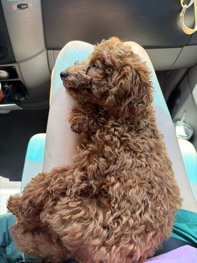 A small, reddish-brown poodle puppy is resting on the lap of a person in the passenger seat of a car. The puppy's head is turned to the left, and its eyes are open. The car's interior is visible in the background, including the dashboard and a cup holder. The lighting suggests it is daytime. This scene appears to be within the city of Άγιος Παύλος, Greece.