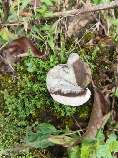 A bracket fungus grows from a mossy log or tree stump. Its upper surface is brown and weathered, while the underside is a fresh white with a distinct brown band separating the two. Green moss and other small plants flourish around the fungus. A brown leaf rests partially against the fungus, and another is nearby. A brown slug is visible near the left side of the fungus. The scene is captured in natural light, showcasing a small ecosystem.