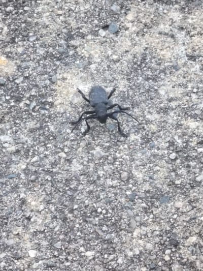A black beetle with visible legs is centered on a gray, pebbly surface. The surface appears to be asphalt or concrete, with a variety of small stones and gravel. The lighting suggests an outdoor, possibly daytime environment. There is no indication of a specific location within Gorno Sahrane, Bulgaria.
