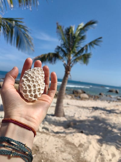 A hand holds a piece of white coral with honeycomb-like patterns on a sunny beach. The backdrop features a palm tree, the ocean, and a clear blue sky. The beach has light-colored sand. The hand wears two sets of bracelets, one consisting of two thin cords and the other a multi-strand braided bracelet. The overall scene suggests a tropical, coastal setting.