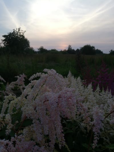 The image shows a field of astilbe flowers at dusk, with a sunset visible in the background. The flowers are predominantly white and pink, with some darker purple blooms also present. The sky is cloudy, with streaks of pink and orange from the setting sun. In the distance, trees and foliage are silhouetted against the sky. The overall scene depicts a natural landscape setting, likely in a rural area, with a focus on the blooming flowers. There is no indication of any people or man-made structures within the frame. The location is specified as Новапагосцкі сельскі Савет, Belarus.
