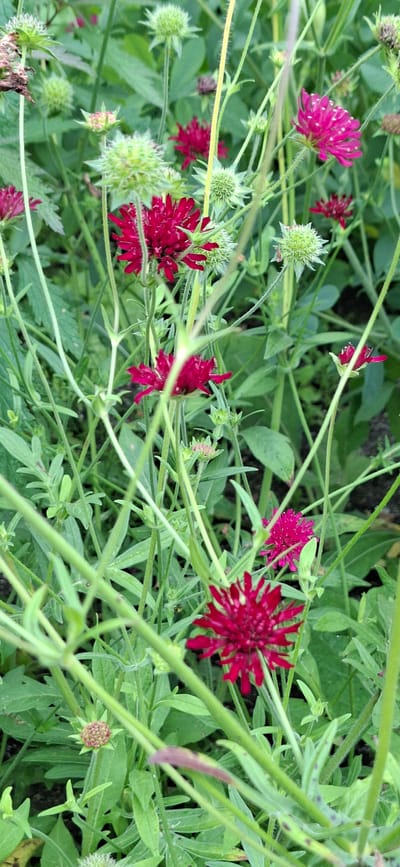 The image depicts a close-up view of a patch of dark pink and light green flowers with green stems and leaves. The flowers are of two distinct types: some are round and spiky, a lighter green color, while others are dark pink with many slender petals. The setting appears to be a natural outdoor environment, possibly a garden or meadow, given the presence of various plants and the uncultivated appearance. There is no indication of any structures, urban elements, or people present in the image. The lighting suggests it is daytime. The image does not provide any information about the location being in Malda, Estonia, or any other specific geographical area.