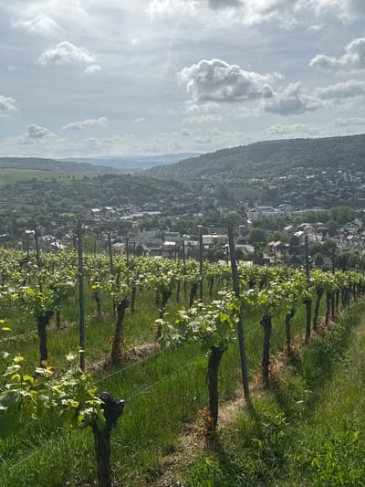 The image shows a vineyard in Wasserbillig, Luxembourg, overlooking the town. The vineyard rows are visible, with grapevines trained on wires and posts. Lush green grass grows between the rows. In the background, the town of Wasserbillig is spread out, with buildings and trees visible. Beyond the town, a tree-covered hill and sky with cumulus clouds can be seen. The orientation of the image is rotated 90 degrees clockwise.