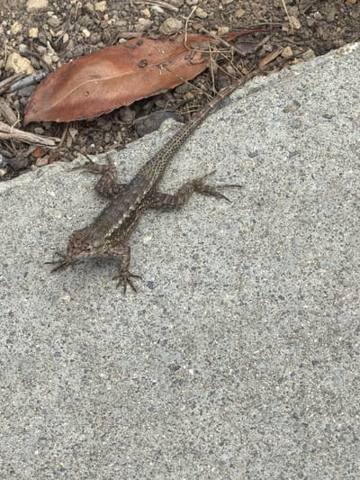 In Irvine, California, a brown lizard with black markings is captured in a top-down shot on a textured concrete surface. The lizard is positioned horizontally, with its head pointing towards the lower left of the frame. Its body is slender, and its limbs are splayed out. Behind the lizard, a dried brown leaf rests on a patch of gravel and dry vegetation, bordering the concrete. The lighting suggests an outdoor setting with diffused light, casting subtle shadows.