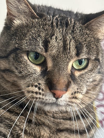 This close-up portrait features a domestic cat, likely a tabby, seen from a slightly elevated and tilted angle. The cat's face fills the frame, with its head tilted to the side, giving it a curious or attentive expression. Its prominent eyes are a striking shade of green, with dark, vertical pupils, and they appear wide and focused.
The cat's fur displays a classic tabby pattern with a mix of brown, grey, and black stripes and spots, visible in high detail across its face and head. Its nose is a soft pinkish-brown, and a profusion of long, white whiskers extends outwards from its muzzle, with some darker whiskers also present above its eyes. Part of one ear is visible on the left side of the frame, showing the textured fur within.
The background is softly blurred and appears light-colored, keeping the focus entirely on the cat. The lighting is bright and natural, highlighting the textures of the fur and the vivid color of the eyes. The cat appears calm and alert, engaging directly with the viewer. The location context for the image is Châtenay-Malabry, France. There is no visible text in the image.