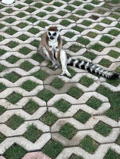 A lemur lies on a surface of gray, geometric pavers interspersed with patches of green grass. The lemur is oriented diagonally, with its head and front paws to the lower left and its striped tail extending to the upper right. The pavers are interlocking and create a pattern of diamond-shaped voids filled with grass. The setting is unspecified but is consistent with an outdoor enclosure.