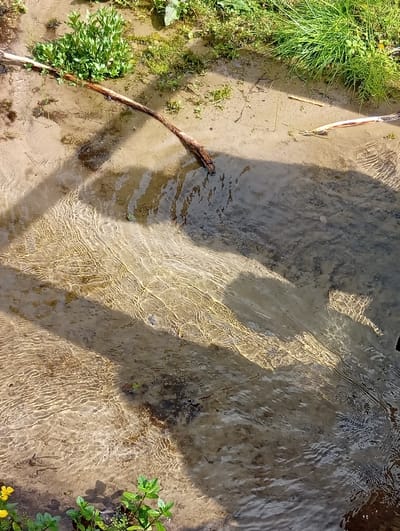 The image depicts a shallow, sandy stream in Svilė, Lithuania. The water is clear, with visible ripples and reflections of sunlight creating intricate patterns on the sandy bottom. A long, thin branch lies partially submerged in the water, extending across the frame. The banks of the stream are lined with green grass and some small plants, with a cluster of denser green foliage on the left side of the image. A small yellow flower is visible in the bottom left corner, near the bank. The overall scene is one of natural tranquility.