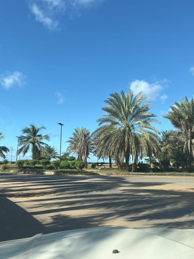 The image depicts a sunny day scene in Pemba, Mozambique. The clear, blue sky is lightly dotted with wispy clouds. A line of mature palm trees stretches along the left edge, casting long, dark shadows across the paved road on the right. A stretch of green shrubbery separates the trees from the roadway. The side of a white vehicle is visible on the right side of the frame. There are no visible people. The overall impression is of a tropical roadside environment.