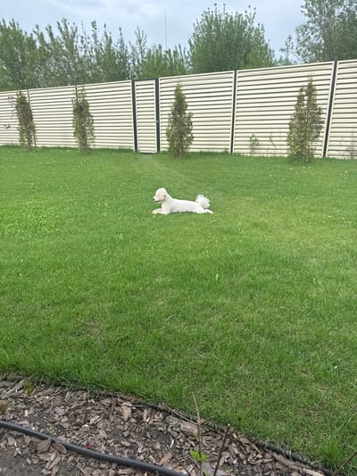 The image shows a grassy backyard in Zimnyaya Gorka, Russia. A small, white dog is standing in the middle of the lawn. A light-colored fence with dark vertical posts runs along the left side of the image. Small trees or shrubs are planted along the fence line. To the right of the lawn is a mulched area with a visible irrigation line. The sky is overcast.