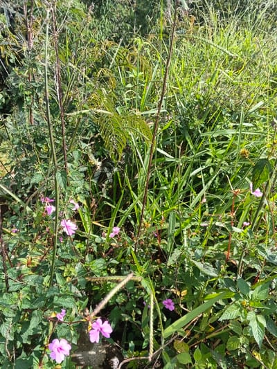 The scene depicts a dense, uncultivated patch of sunlit vegetation located in Wenshan City, China. The foreground and midground are dominated by a variety of green plant life, including tall grasses with thin, elongated stalks, broad-leafed species, and at least one plant exhibiting fern-like foliage. Numerous small, five-petaled flowers, consistently light purple or pink in hue, are scattered throughout the lower and mid-sections of the frame. No human subjects, animals, or artificial objects are present. The lighting suggests direct overhead sunlight, indicating an outdoor, daytime setting.