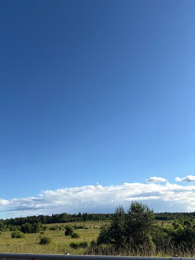 A vast expanse of clear blue sky dominates the upper portion of the image, with a thin band of white clouds stretched horizontally across the lower part of the sky. Below the clouds, a dense, dark green forest forms a line stretching across the horizon. In front of the forest, a field of tall, dry grass and scattered green bushes creates a textured landscape. Two prominent evergreen trees stand in the foreground, to the right of center, with their needles sharply defined against the lighter background. A grey metal barrier runs along the bottom of the frame, with some dry grass and stems growing above it. The scene appears to be a rural landscape, possibly on the outskirts of Бабаново, Russia, bathed in natural sunlight.