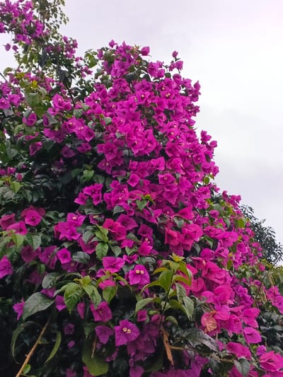 The image displays a dense, upward-angled view of a blooming bougainvillea plant, located in Khan Boeng Keng Kang, Cambodia. The plant is heavily laden with numerous vivid magenta or fuchsia bracts, which are the primary visual subject. Green foliage, consisting of oval-shaped leaves, is interspersed among the colorful bracts. Some smaller, central yellow-white florets are visible within the bract clusters. The sky, partially visible in the upper and right portions of the frame, appears overcast and bright gray, suggesting diffuse lighting. No individuals, man-made objects, actions, or direct interactions are observable within the frame. The overall environment is botanical.